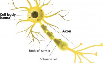 What are Neurons? - Short Answer