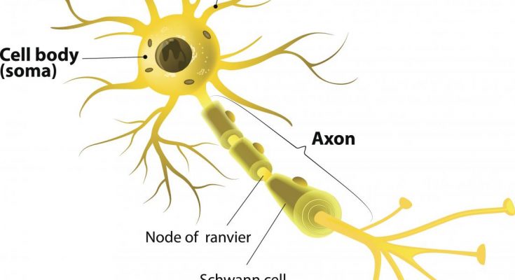 What are Neurons? - Short Answer