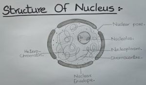 Short Note on Nucleus - CBSE Class Notes Online - Classnotes123