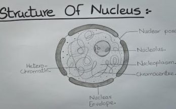 nucleus of a cell