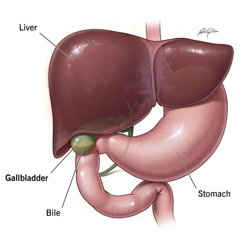 write a Short note on Gallbladder