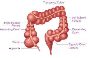 Short Note On Large Intestine - Cbse Class Notes Online - Classnotes123