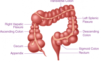 Write a Short note on Large Intestine