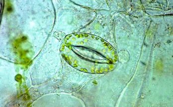 What is Stomata? Explain Structure,  Function,  Location , Important Role and Mechanism of stomata in plants