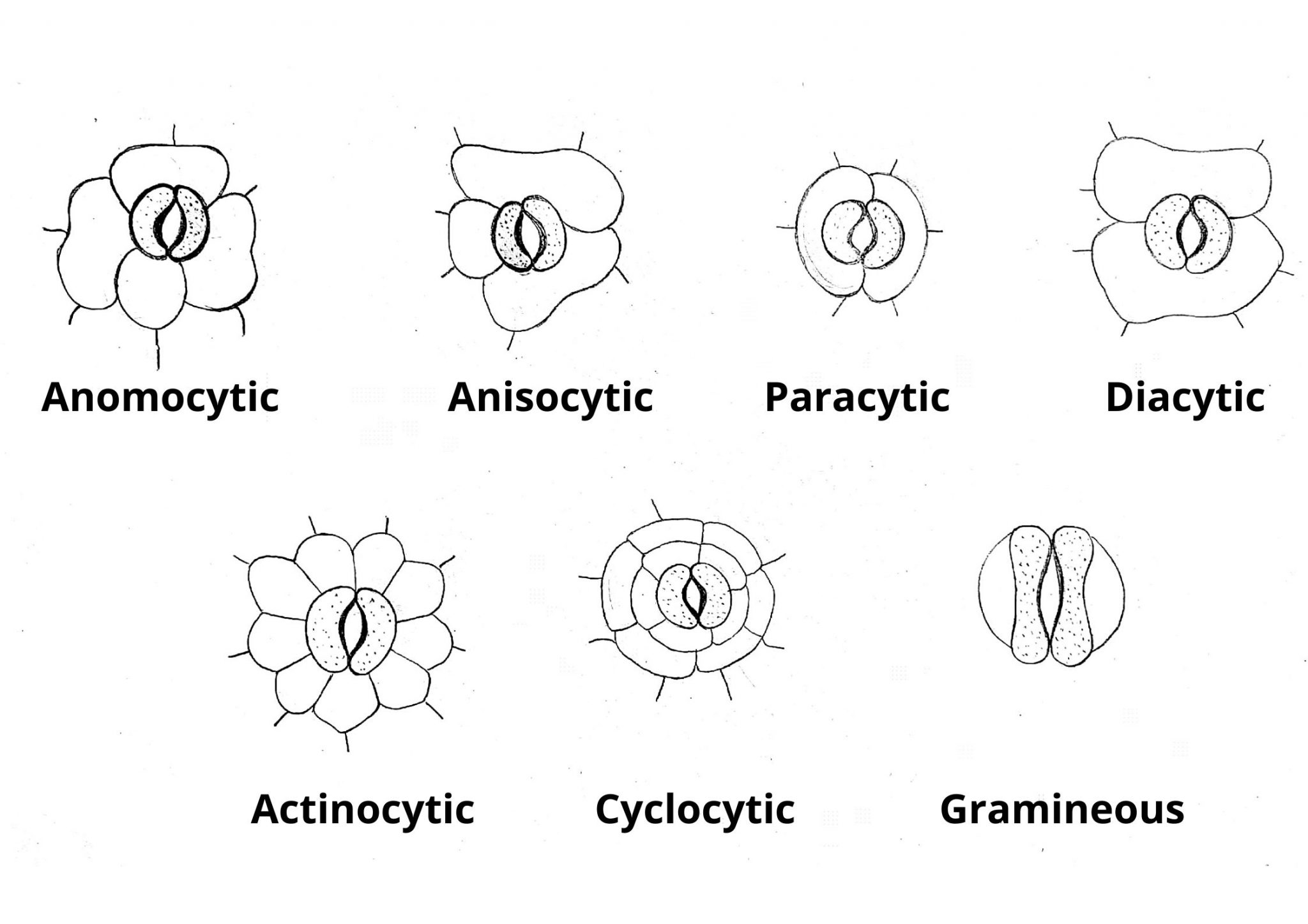 stomata-definition-structure-functions-location-diagram-and