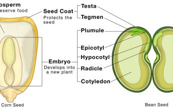 structure of seed explained of types of seed