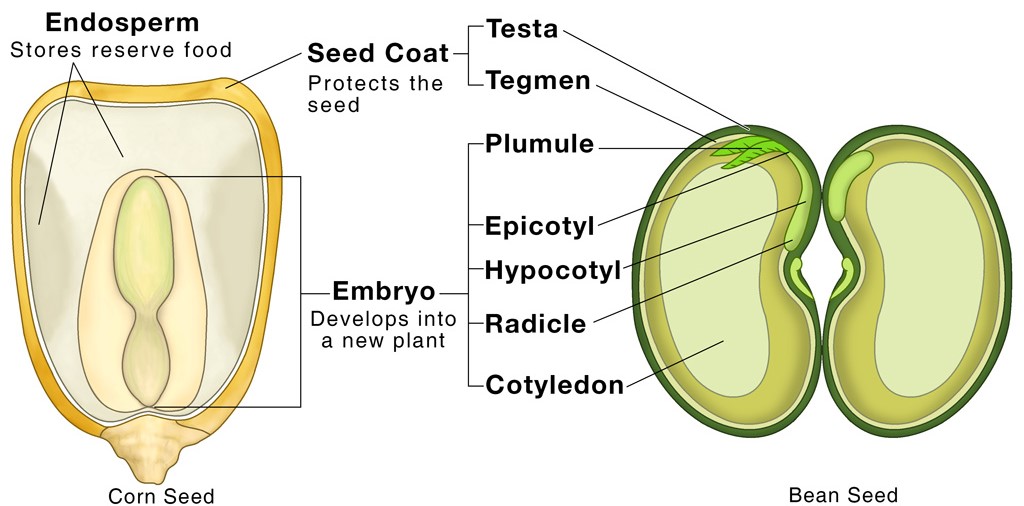 Structure Of The Seed CBSE Class Notes Online Classnotes123 Structure Of The Seed CBSE Class Notes Online Classnotes123