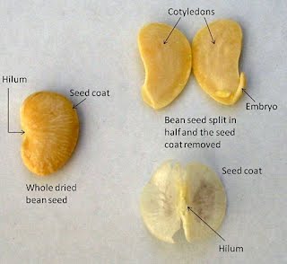 The Dicotyledon Seed Structure- The Bean Seed
