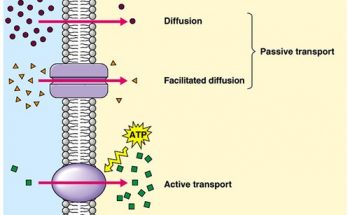 Transport across Cell Membrane (Plasma membrane)