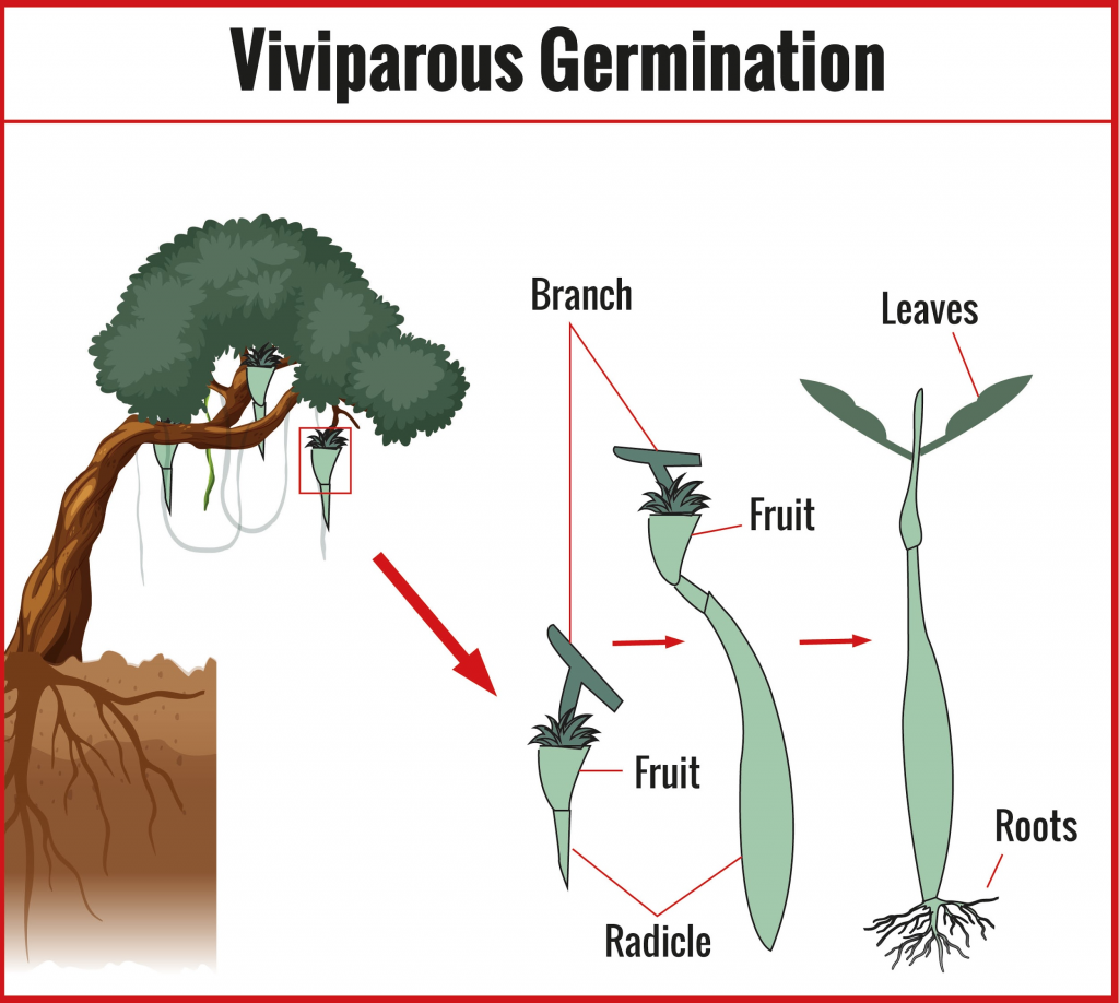 To Study Different types of Seed Germination