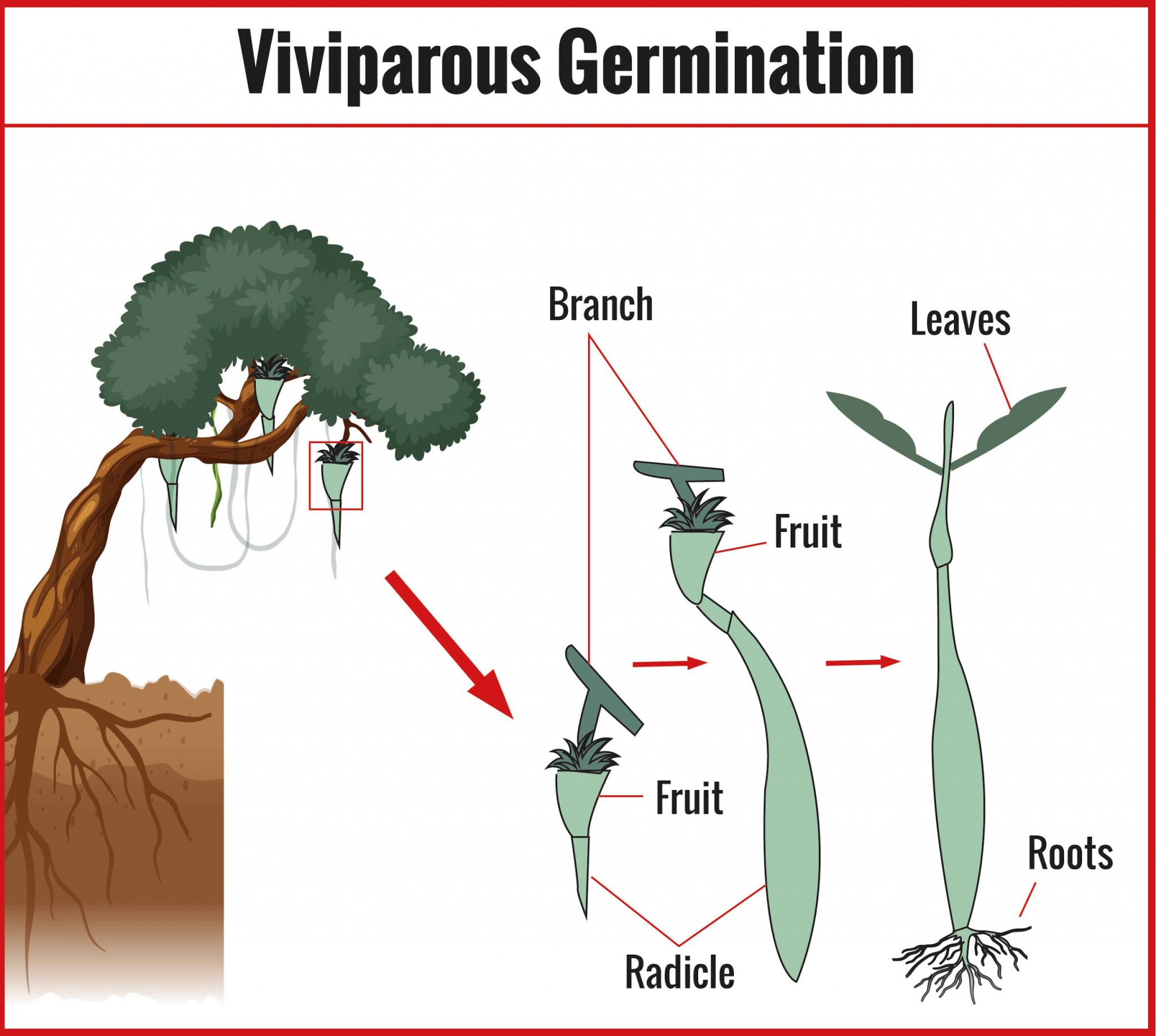 tamil-solution-what-are-the-two-types-of-germination