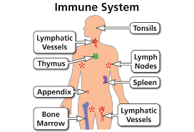 What do you mean by Immune System ? - Short Answer
