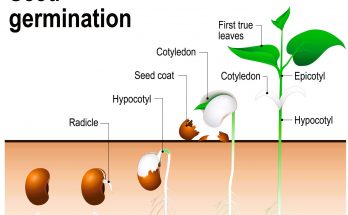 What is Germination Class 10th