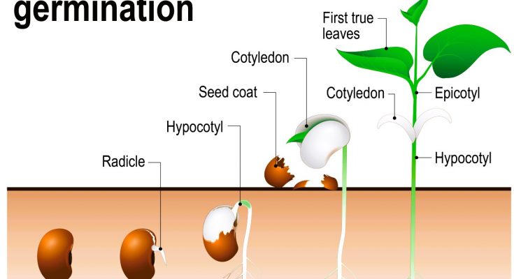 What is Germination Class 10th