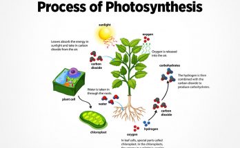 Short Note on Photosynthesis