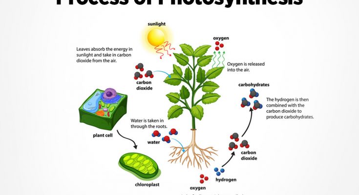 What Is Photosynthesis Short Answer CBSE Class Notes Online 