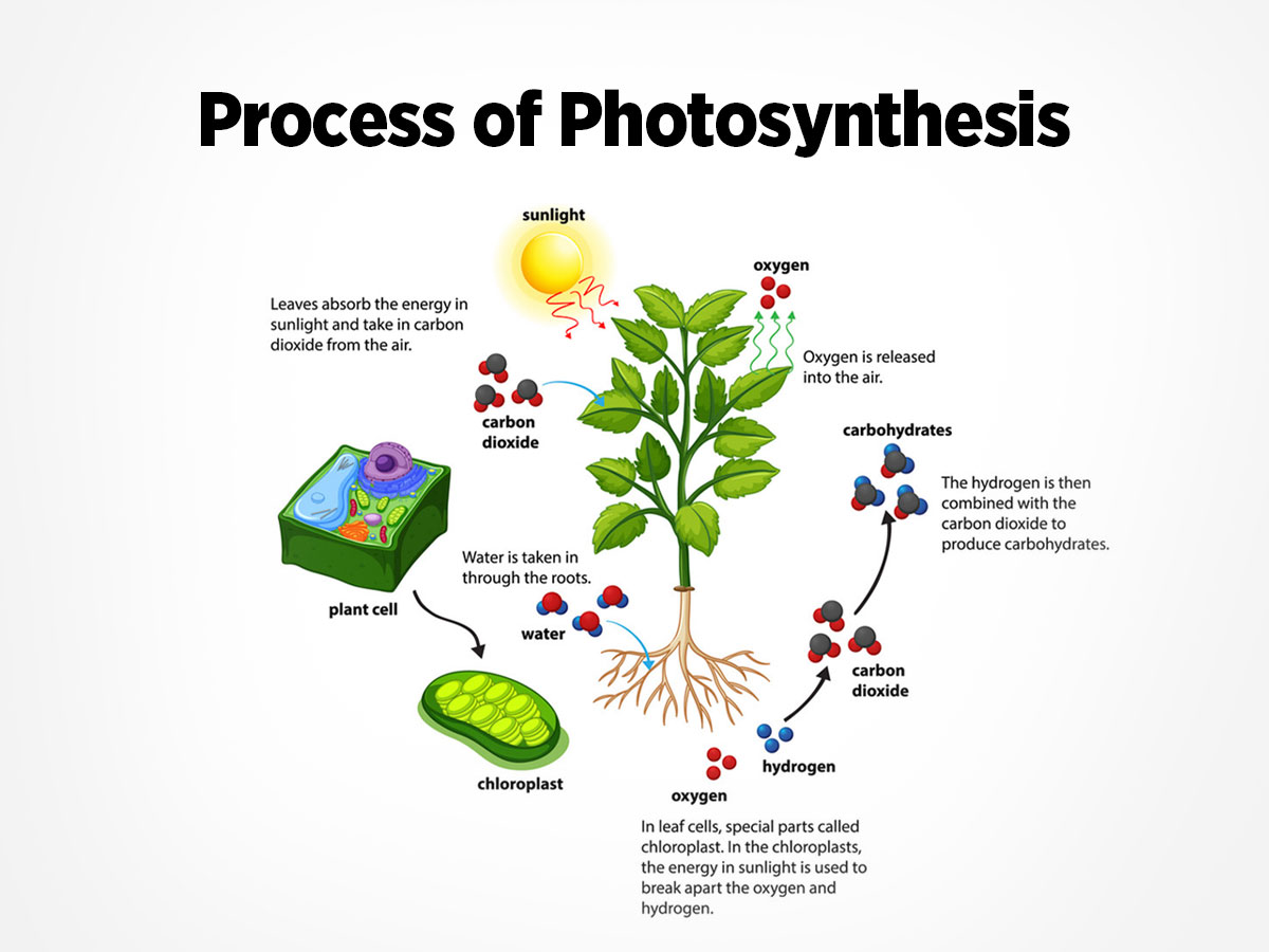 a short note on photosynthesis