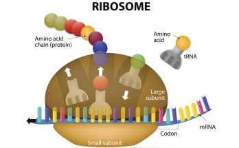Short Note on Ribosomes