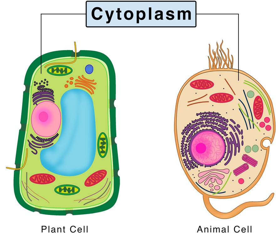 write-a-short-note-on-cytoplasm-cbse-class-notes-online-classnotes123