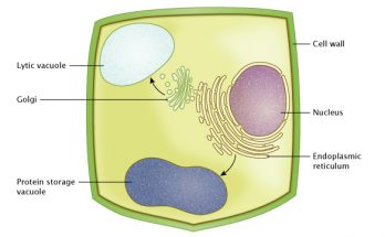 Short Note on Vacuoles