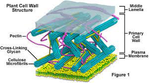 Cell wall made up of