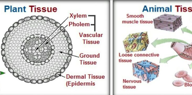 plant tissue vs animal tissues - Diffrence between and comparison