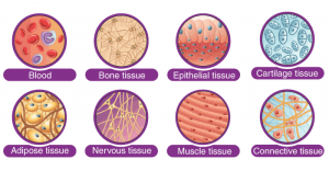 8 Important Difference between Plant Tissues and Animal Tissues - CBSE ...