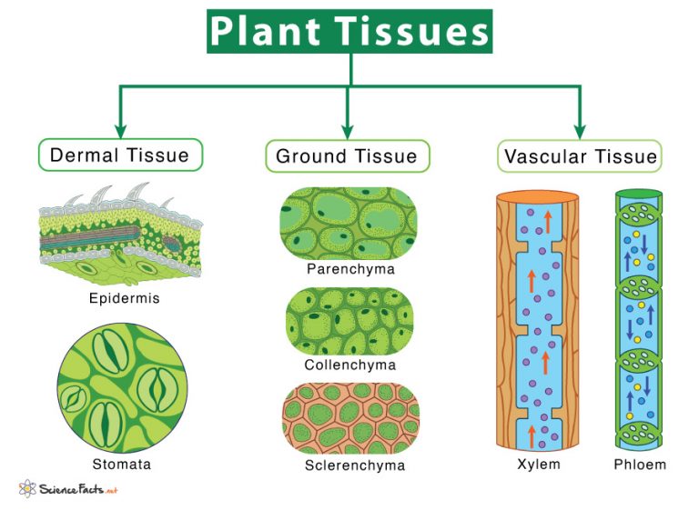 Four Different Types Of Plant Tissues Diagram - Printable Templates Protal