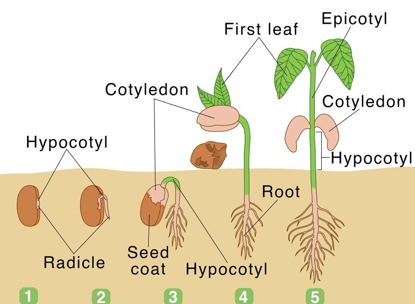 germinating seed diagram