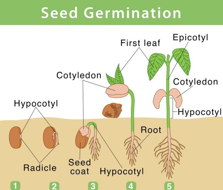 Germination Process Seed To Plant Timeline Slidemodel