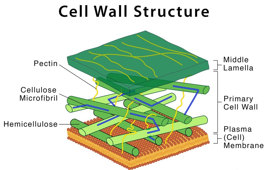 3 Layers of Cell Wall - CBSE Class Notes Online - Classnotes123