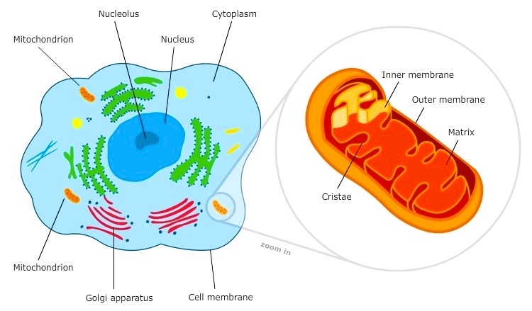 Mitochondria Class 9 - Definition ,Structure, Location, Functions and Disorders