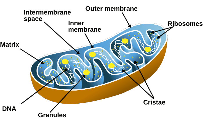 Mitochondria Class 9 - Definition ,Structure, Location, Functions and Disorders