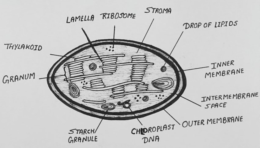 write a Short note on Plastids