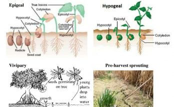 Types of Germination of Seed