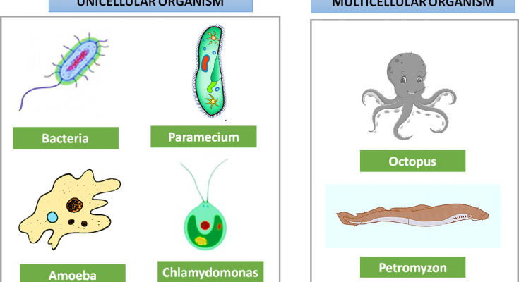 Similarities between Unicellular and Multicellular organisms
