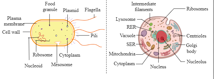 Differences between Unicellular and Multicellular organisms