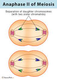 Mitosis and Meiosis explained with Diagram