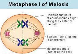 Mitosis and Meiosis explained with Diagram
