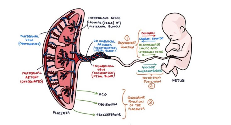 functions-of-placenta-cbse-class-notes-online-classnotes123