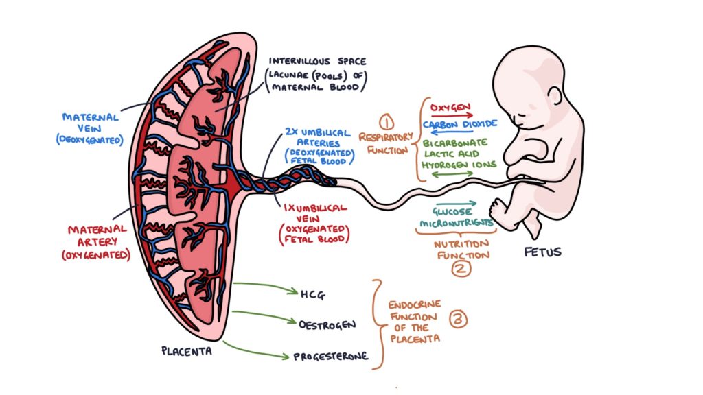 Functions Of Placenta CBSE Class Notes Online Classnotes123