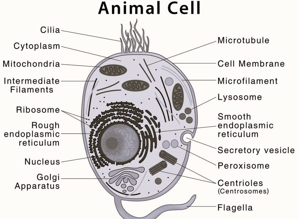 Animal Cell Diagram - CBSE Class Notes Online - Classnotes123