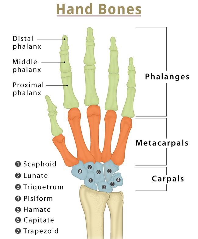 what are Bones of the Hand? - Body Movement Class 6 Notes