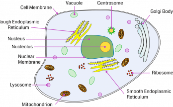 Cell Organelles - List of 24 cell organelles nmaes with types - with membrane , without membrane , definition , structure , functions, diagram , examples