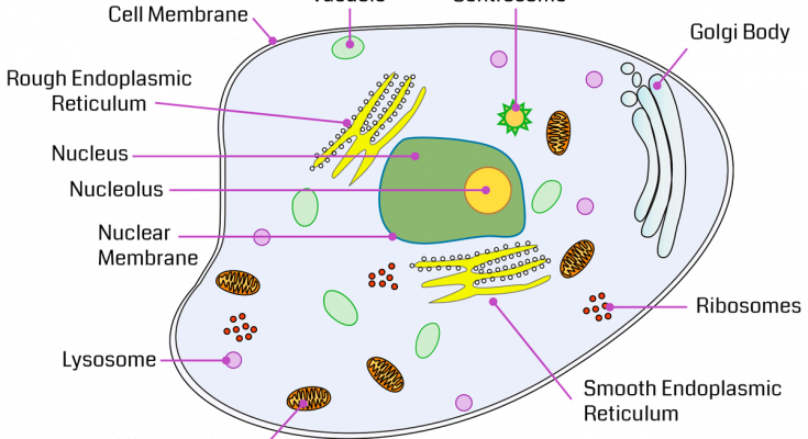 Cell Organelles - List of 24 cell organelles nmaes with types - with membrane , without membrane , definition , structure , functions, diagram , examples