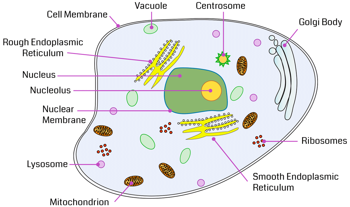 Cell Organelles - The Complete Guide - CBSE Class Notes Online -  Classnotes123