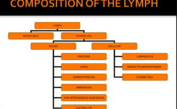 what is the Composition of the Lymph