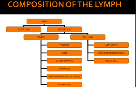 what is the Composition of the Lymph