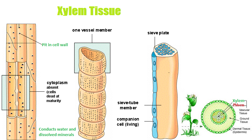9 Important Functions of Xylem 