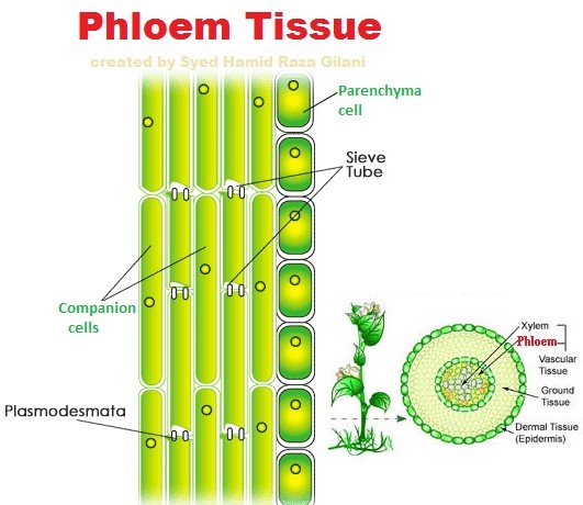 8 Important Functions of Phloem